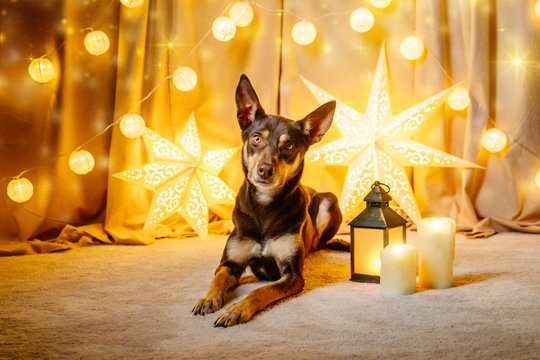 Weihnachtsfotos Dresden 2021-039.jpg